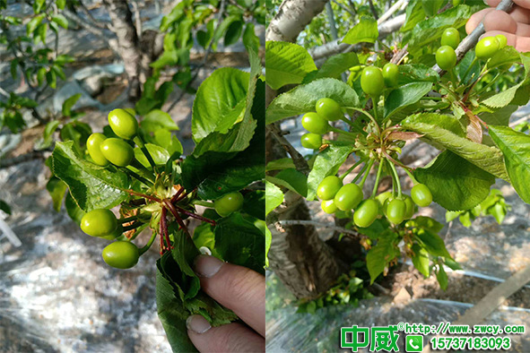櫻桃座果率低是怎么回事？櫻桃用什么肥料能保果？水溶肥哪家好？