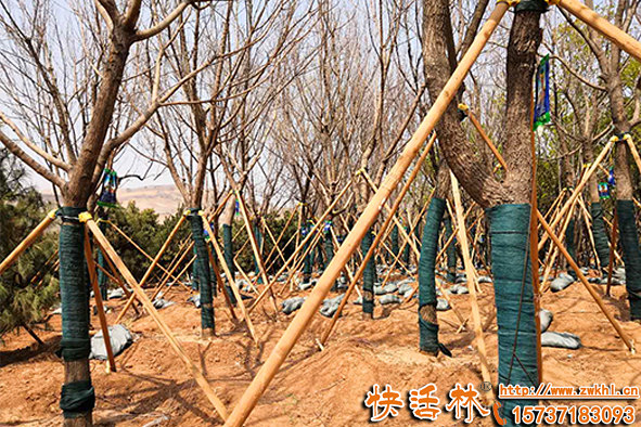 工程大樹移栽用什么植物生根劑？園林樹木養(yǎng)根為啥要用快活林？