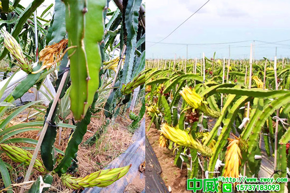 火龍果種植用什么肥？幼苗火龍果怎么施肥成型快？