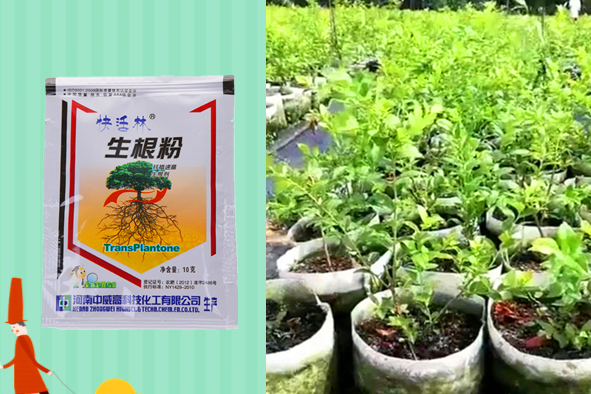 生根粉哪個(gè)品牌好用，黑龍江王經(jīng)理藍(lán)莓扦插就用快活林