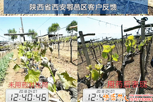 快活林果樹防凍劑使用效果