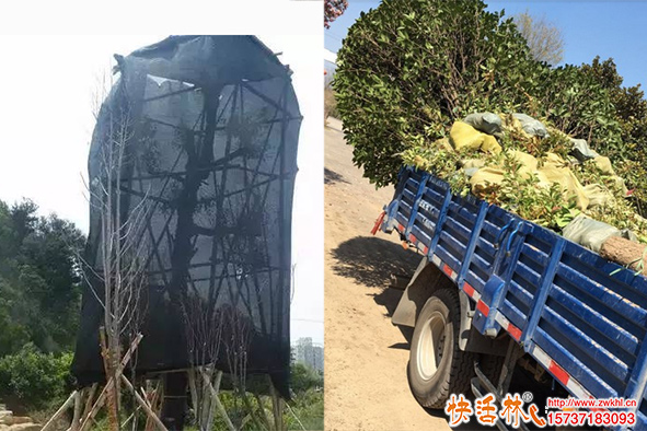 移栽樹木怎么保水防干葉？蒸騰抑制劑什么時(shí)候用？