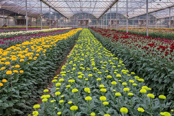 種花怎么養(yǎng)護(hù)長得好？花苗用的生根粉哪種好？