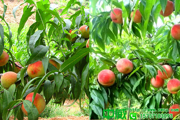 桃樹專用肥料該怎么補，怎么管理桃樹產(chǎn)量高