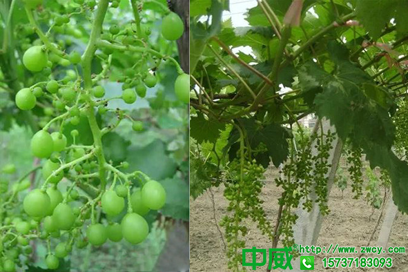 葡萄不結(jié)果是怎么回事？葡萄用什么葉面肥料保花保果效果好？