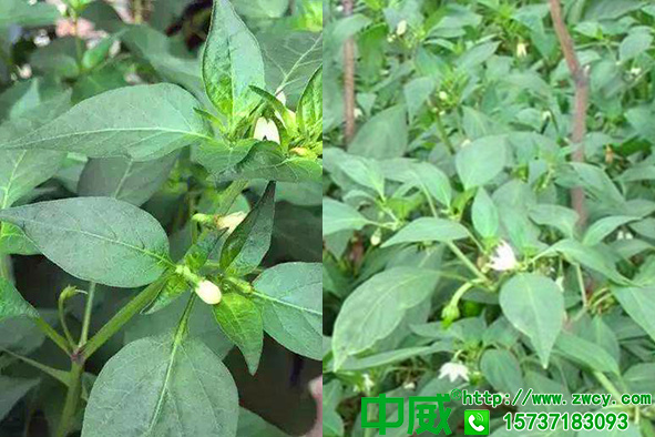 為什么不老秀辣椒專用肥防落花效果那么好怎么做到的