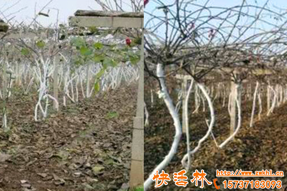 果樹涂白劑有什么妙用，春季果樹為啥也要涂
