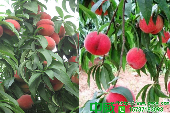 桃樹追什么肥料，生長期都怎么追肥才能產(chǎn)量高