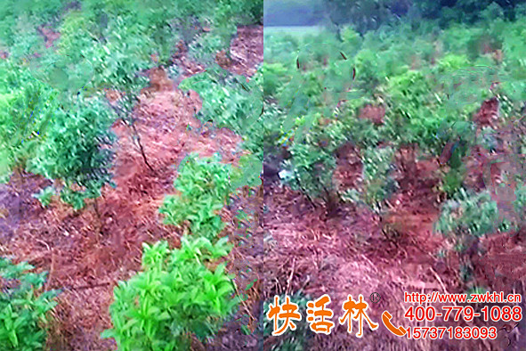 江蘇南通何經(jīng)理桂花樹苗圃用快活林強力生根粉一周就看出恢復
