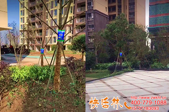 浙江臺(tái)州戴經(jīng)理小區(qū)綠化用快活林大樹(shù)營(yíng)養(yǎng)液兩袋好轉(zhuǎn)