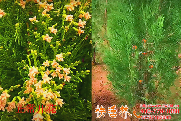 朱經(jīng)理把柏樹銹病當(dāng)開花，要不是遇到快活林就耽擱治療了