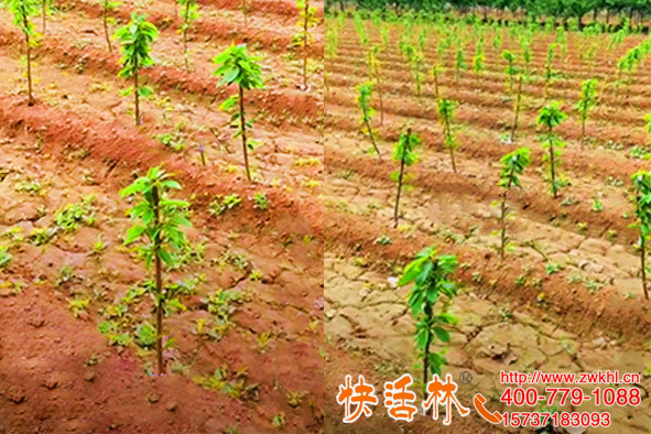 果樹生根劑用什么好，天津雷經(jīng)理櫻桃樹補(bǔ)栽還得用快活林