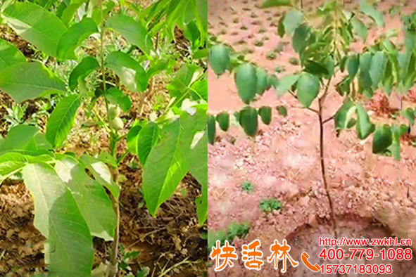 新疆伊犁生根粉多少錢，劉經(jīng)理幾十畝核桃樹找到了救星