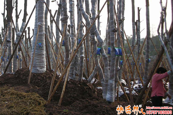 快活林營(yíng)養(yǎng)液使用
