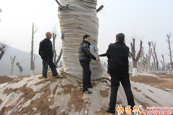 快活林古樹(shù)營(yíng)養(yǎng)液效果