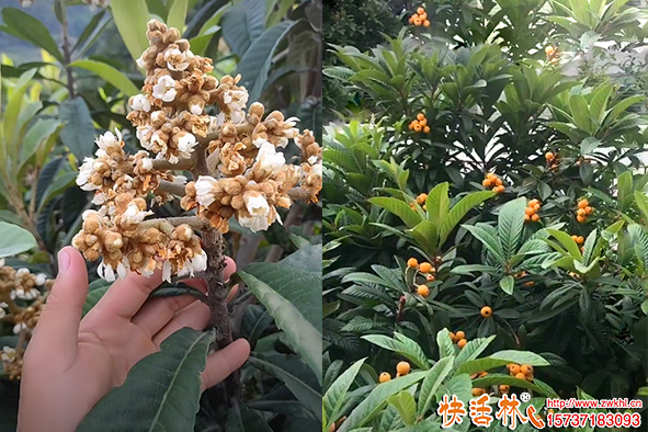 快活林枇杷樹防凍