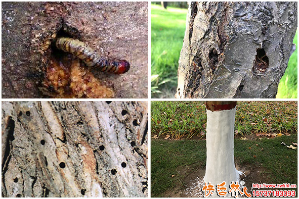 快活林涂白劑防蟲