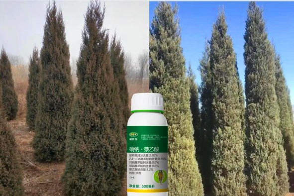 快活林樹木生根劑見效有多快，看湖南岳陽塔柏成活怎么樣