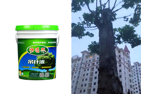 韓經(jīng)理沒有栽不好的樹，有快活林大樹專用營養(yǎng)液底氣就是足