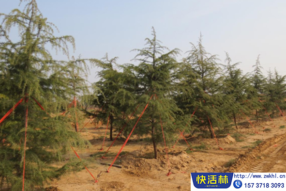 快活林松樹養(yǎng)護(hù)