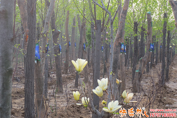 快活林黃玉蘭樹養(yǎng)護(hù)
