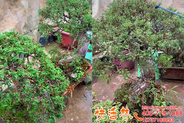 柏樹什么時候移栽成活高？柏樹種植該怎么養(yǎng)護？