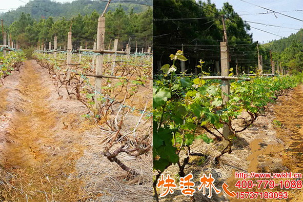 河北廊坊何經(jīng)理葡萄園用快活林樹(shù)木防凍液不用再埋土壓條了