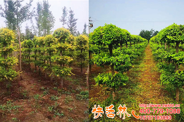 用快活林根得勁苗木生根劑，丁經(jīng)理說(shuō)長(zhǎng)得又快又整齊