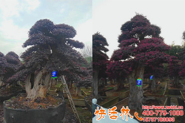 快活林大樹輸液專用袋真耐用，安徽阜陽王經(jīng)理以后光買原液就夠了