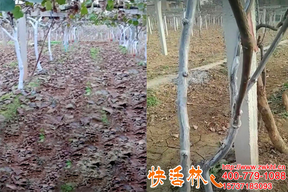 山西朔州劉經(jīng)理果農(nóng)技術站合作快活林果樹涂白劑廠家為啥賣這么快
