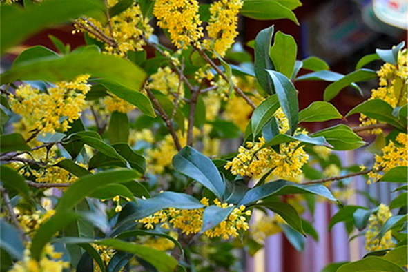 桂花樹