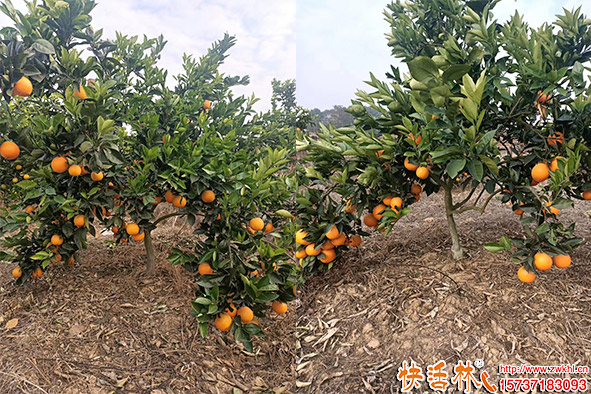 快活林防凍劑橙子使用