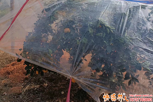 快活林橙子防凍