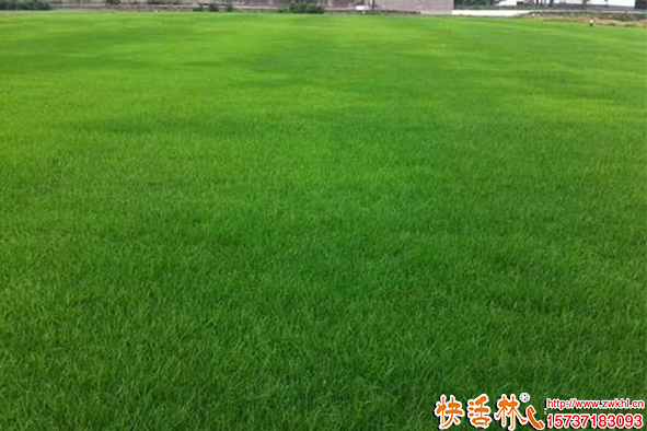 快活林菌地帶草坪養(yǎng)護(hù)