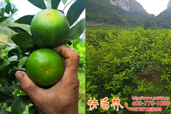 柑橘樹(shù)復(fù)壯用的果樹(shù)生根粉哪個(gè)牌子好快活林養(yǎng)根壯苗減少肥料浪費(fèi)
