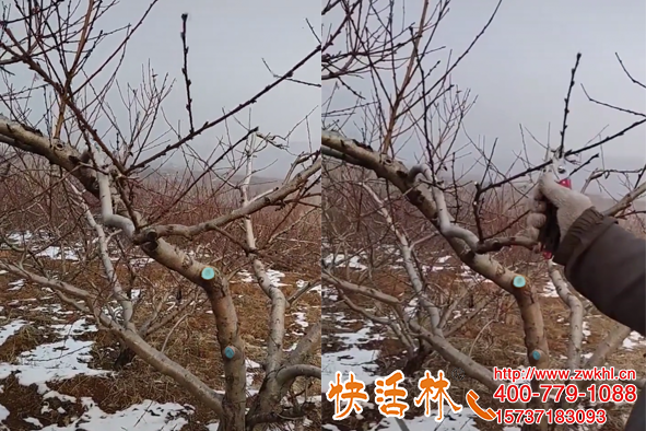 快活林陜西楊凌果樹愈合劑展覽，桃樹修剪殺菌愈合防開裂