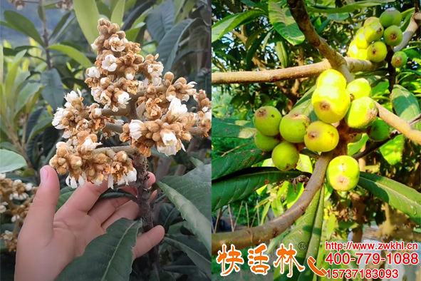 枇杷樹防凍劑噴施抗寒能防幾度？快活林?；ū９苊鉁p產(chǎn)