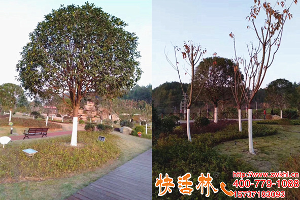 公園刷的樹木涂白劑什么牌子好，快活林噴施方便蹭也不宜掉