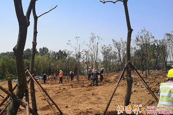 快活林生根劑工地使用現(xiàn)場