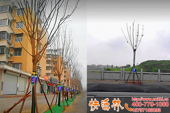 河北石家莊田經(jīng)理澆快活林大樹移栽生根劑多年工程一直放心