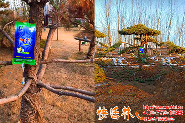 秋天能栽樹嗎？山東濟寧趙經(jīng)理秋季栽松樹過冬，春季發(fā)芽還快