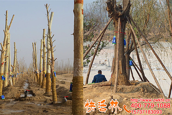 樹木營養(yǎng)液批發(fā)快活林，從沒讓陳經(jīng)理失望過