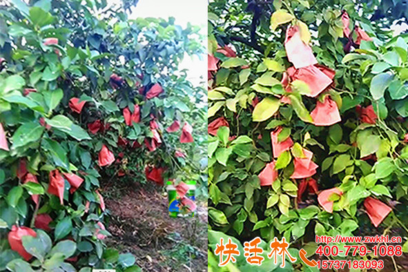 遼寧朝陽許經(jīng)理檸檬樹掛快活林樹木營養(yǎng)液克服黃葉落果現(xiàn)象