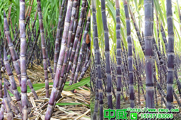甘蔗怎么種植養(yǎng)護(hù)產(chǎn)量高？甘蔗用什么肥料長得粗又壯？