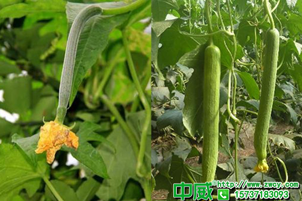 絲瓜種植怎樣根深苗壯？絲瓜用什么肥料更健康？
