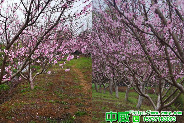 桃樹用什么肥料開花質(zhì)量好？桃樹怎么施肥坐果多？