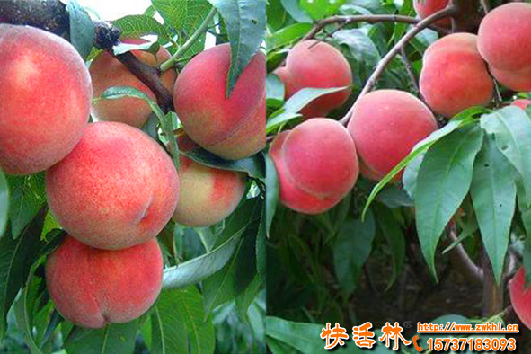 果樹為什么每年都要用生根劑養(yǎng)護(hù)？果樹生根劑用哪種效果好？