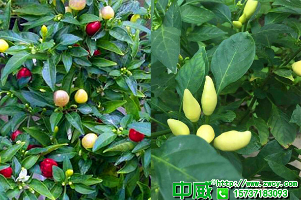 辣椒用什么肥料長得快？辣椒施什么肥早成熟？