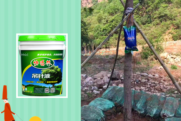 湖南永州蘇經(jīng)理用快活林大樹專用營養(yǎng)液，朋友也都跟著用