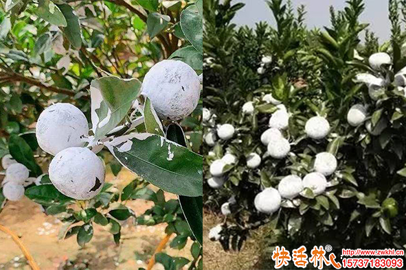快活林柑橘涂白